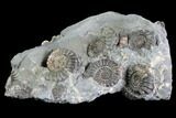 Ammonite Fossil Cluster - Marston Magna Marble #86243-2